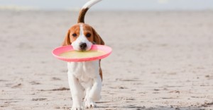 dog_frisbee_beach_beagle_sport