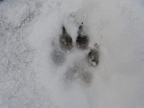 patte de chien dans la neige